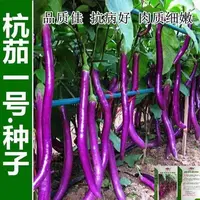 四季种植杭茄一号长茄种子茄子种子高产紫红长茄种子线茄蔬菜种子