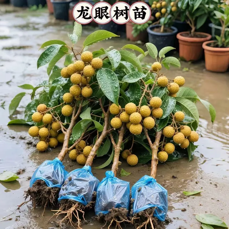 储良龙眼树苗龙眼树苗正宗广西石硖特大嫁接盆地栽南方种植四季苗