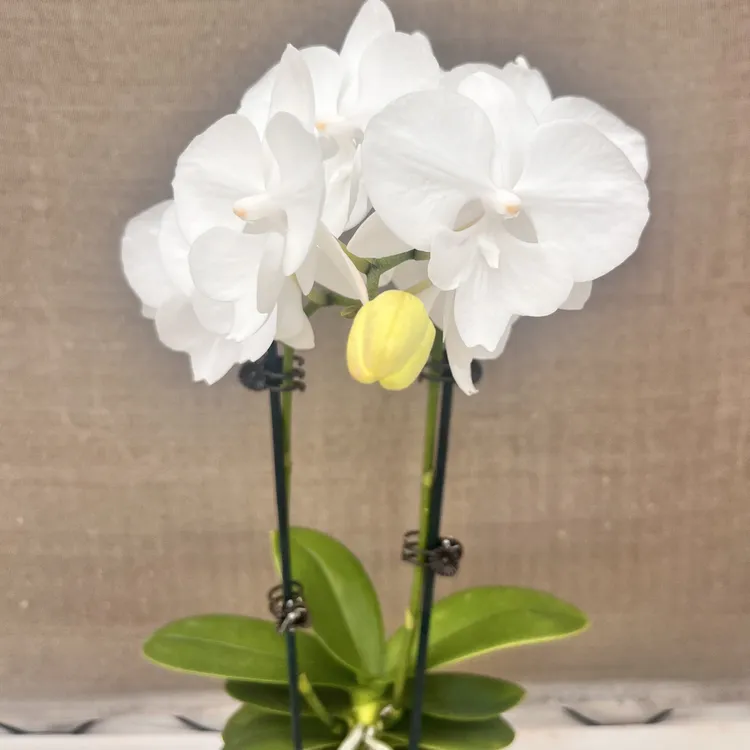 白色蝴蝶兰白天鹅切花特价处理10支不包邮不支持退货兰花