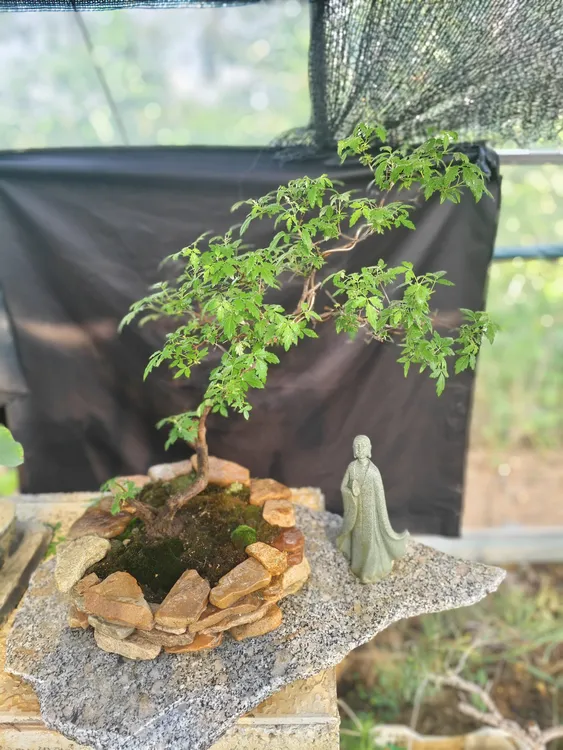 小叶黄荆盆栽飘枝适合室内摆放美观又好养
