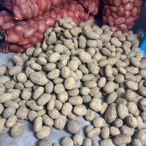 贵州赫章老品种白花洋芋，米拉洋芋农家肥栽种粉糯香甜