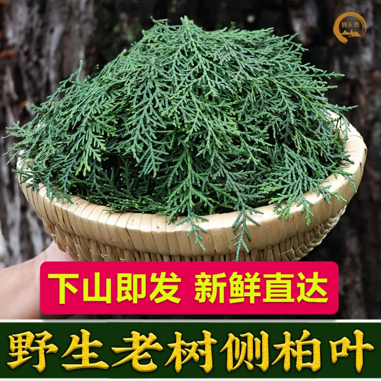 秦岭野生新鲜侧柏叶草本植物原材侧柏秦岭深山当天现发扁柏叶非枣
