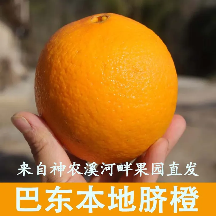 湖北恩施巴东九月红纽荷尔正宗脐橙皮薄肉厚果园直发新鲜水果