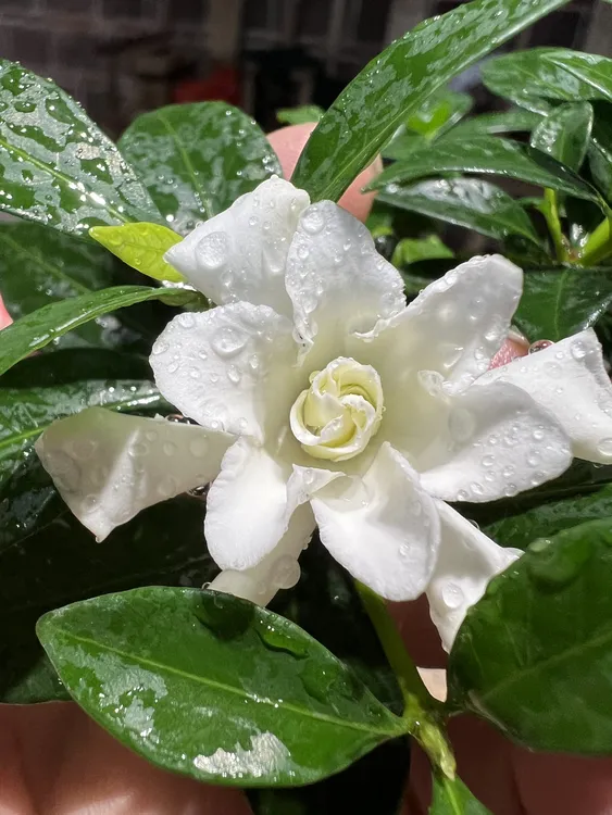 小叶寿星栀子花，开重瓣花浓香带有甜味勤花机器第一名，基地择优发