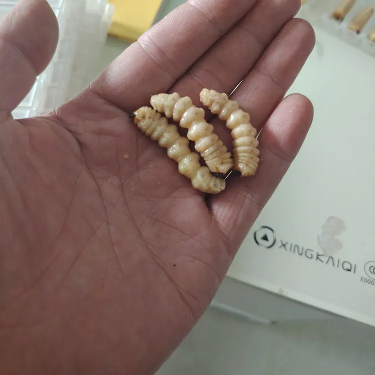 斗米虫中号2.1-3.0克（10条装）