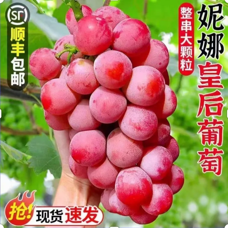 大凉山妮娜皇后葡萄颗粒独唱果顺丰