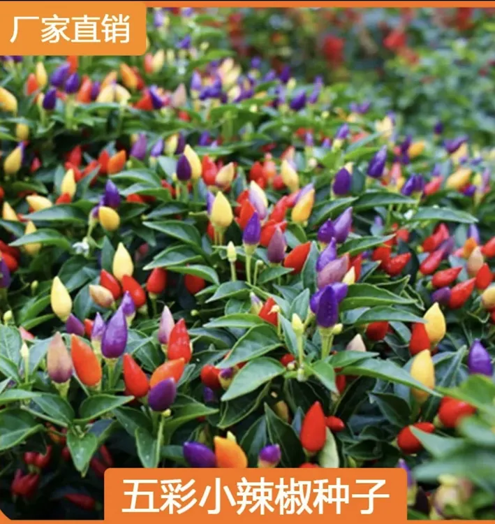 七彩椒种子四季播种阳台种植鲜艳抗病高产蔬菜种子（拍2送1）