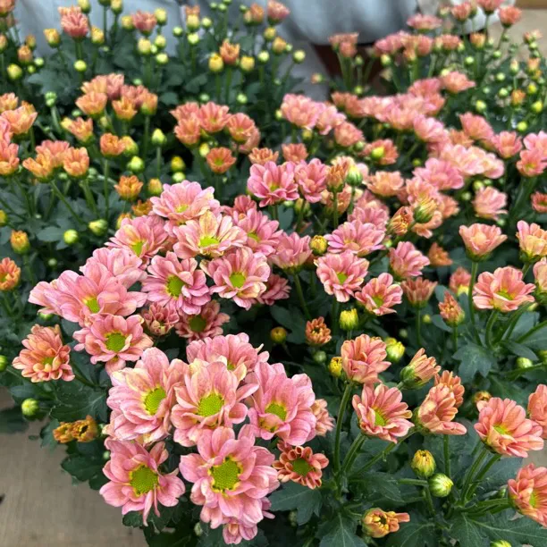 【缤纷甄选】精品变色玲珑小菊带花到手一盆