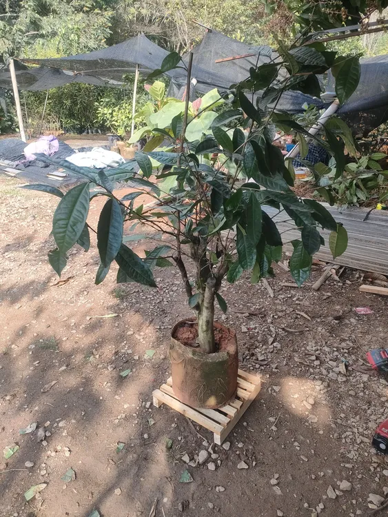 茶树老桩，茶树熟桩，茶树盆景，茶叶树，茶叶苗