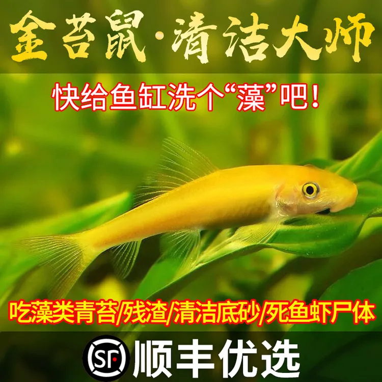 金苔鼠白鼠鱼清洁鱼鱼缸工具鱼除藻吃粪便老鼠鱼热带观赏鱼清道夫