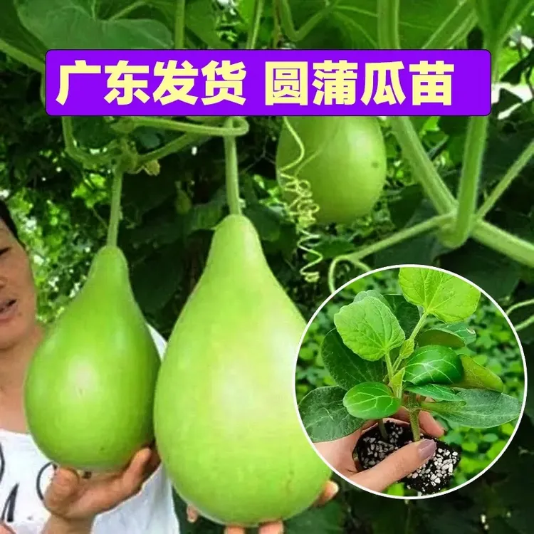 圆蒲瓜苗 瓠子瓜早熟耐热瓠子孑种籽蒲瓜苗瓜苗春秋蔬菜苗