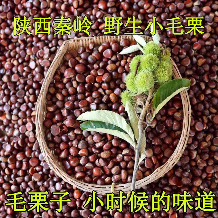 陕西秦岭商洛油板栗2025新鲜深山小毛栗子板栗3斤5斤现摘现发软糯