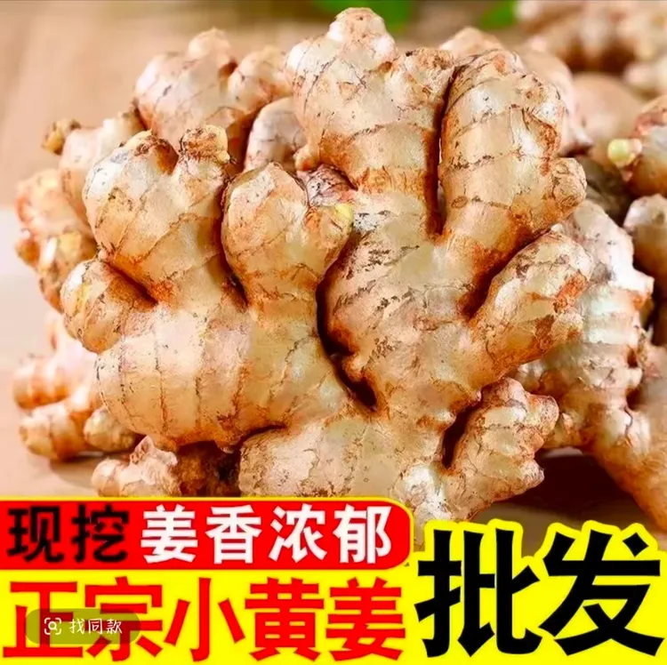 X云南山地小黄姜新老姜新鲜蔬菜月子姜3-9斤