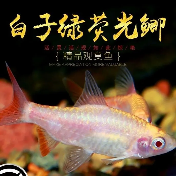 拉丝白子红尾荧光红眼荧光金丝鲫鱼良种钻石彩虹鲫活体水族观赏鱼