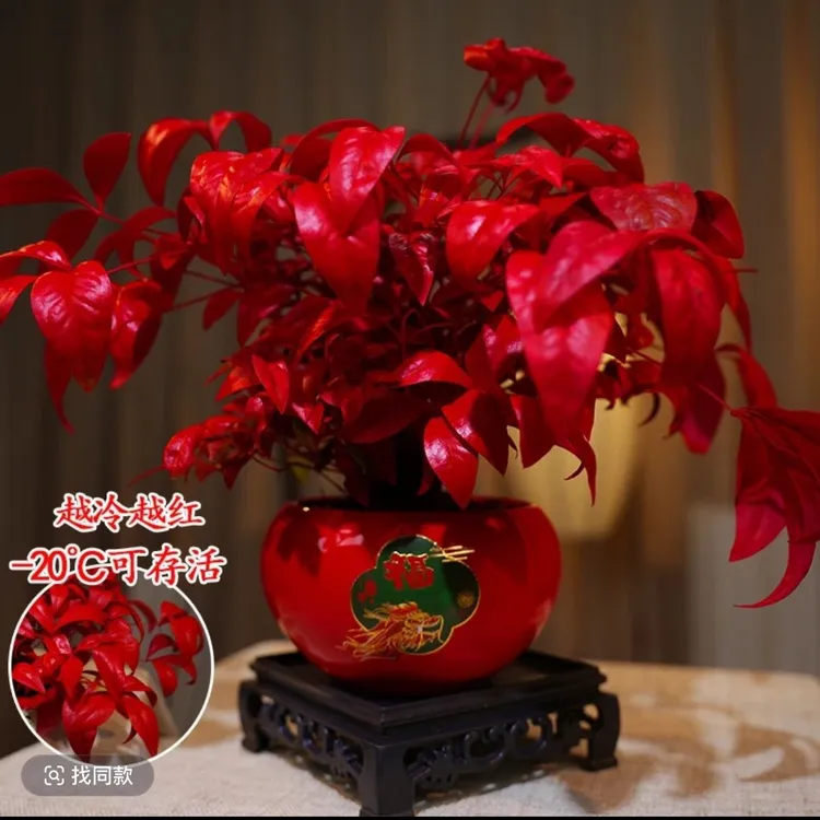 火焰南天竹盆栽耐寒四季好养适合室内桌面客厅摆放花卉