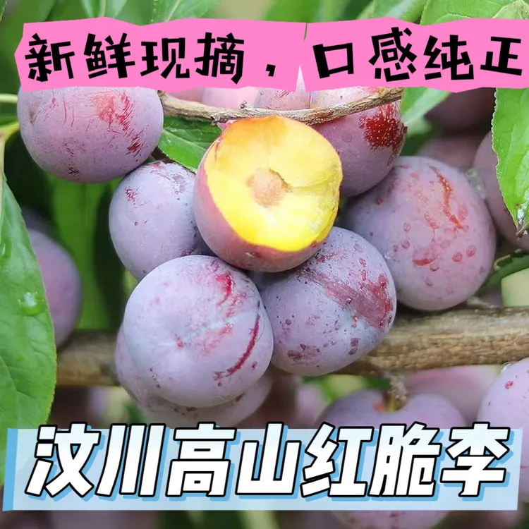 【汶川高山红脆李】汶川青脆李新鲜应季水果包邮