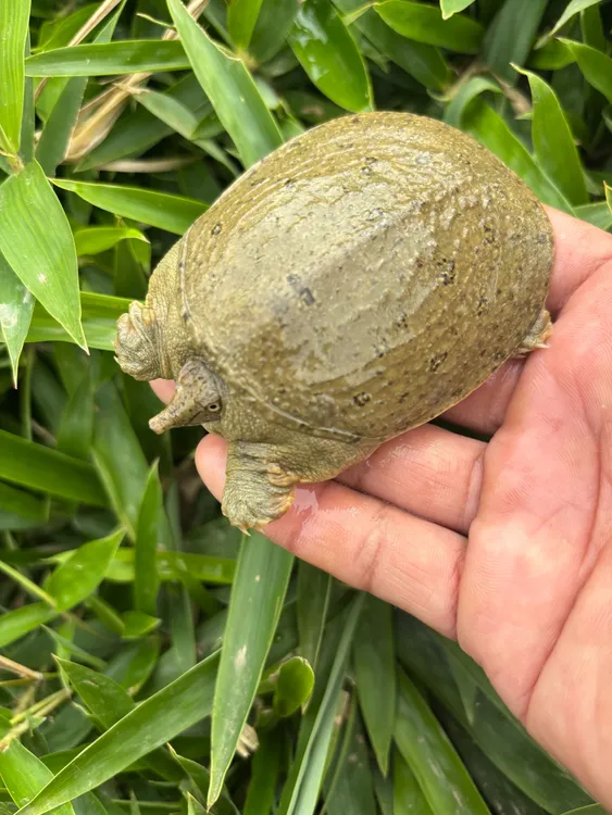 精选2025头批10-50克外塘冷水甲鱼苗养殖专用团鱼水鱼基地直发