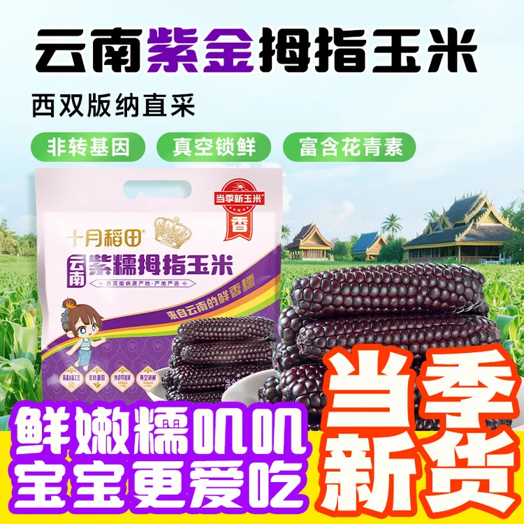 【西双版纳直采】十月稻田云南紫金拇指玉米紫糯当季新玉米儿童粗粮