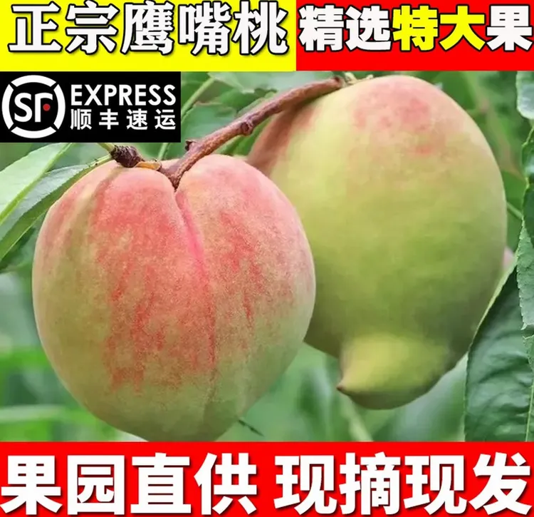 【顺丰包邮】正宗云南开远鹰嘴桃当季新鲜水果脆甜爽口