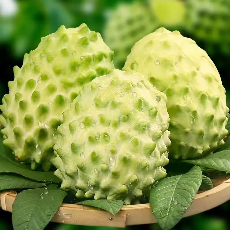 云南高原露天种植第六代牛奶凤梨释迦佛头果 树上冰激淋商品图