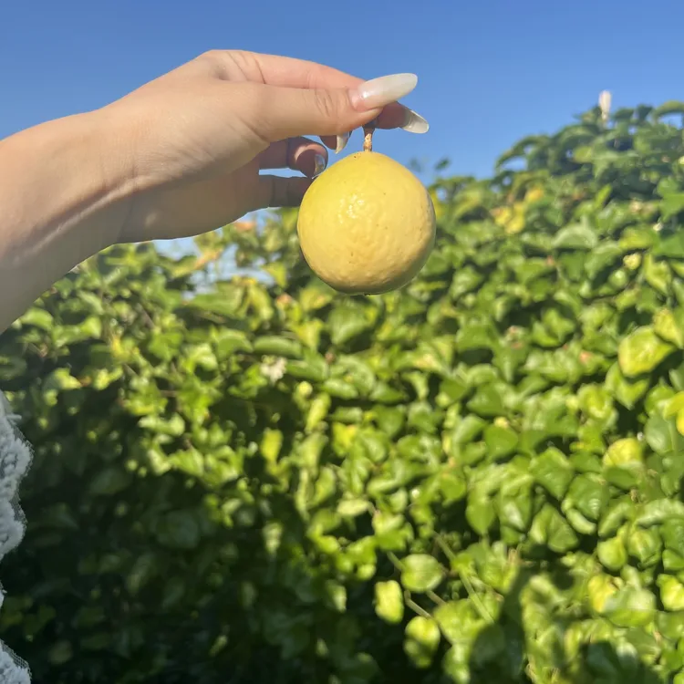 广西钦蜜9号百香果新鲜现摘香甜爆汁水果小果