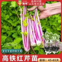 高铁红香芹苗秧带土发货四季小香芹脆嫩高产红芹菜种子阳台盆栽