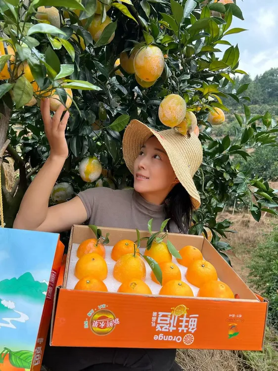 正宗赣南脐橙果园现摘现发