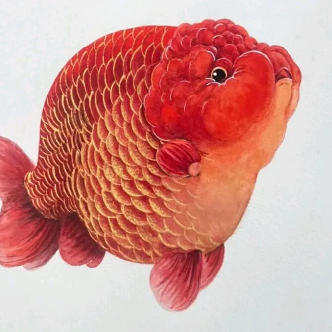 程氏鱼宠直播间兰寿金鱼专用链接