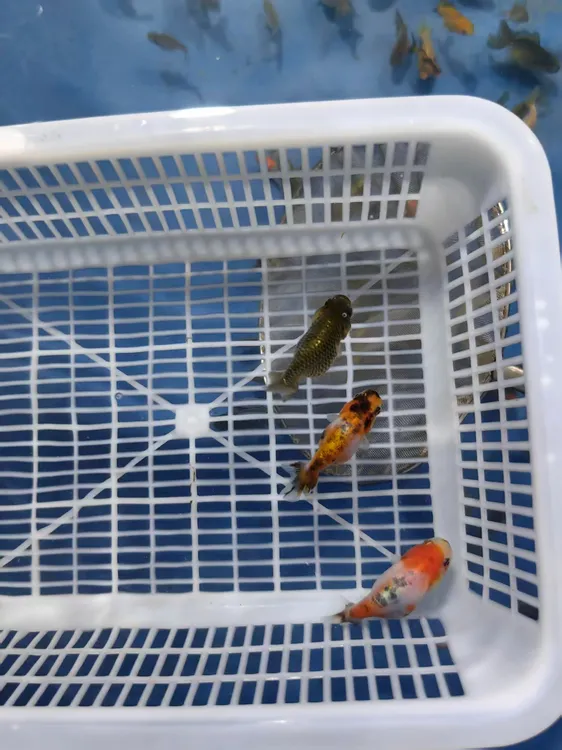 玛丽随机淡水金鱼观赏鱼