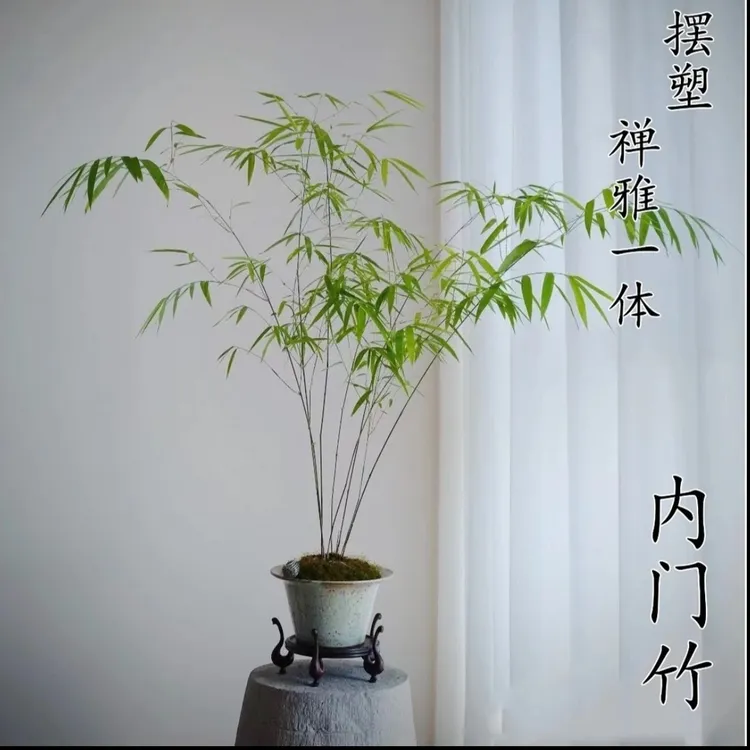  内门竹 室内绿植好养易活