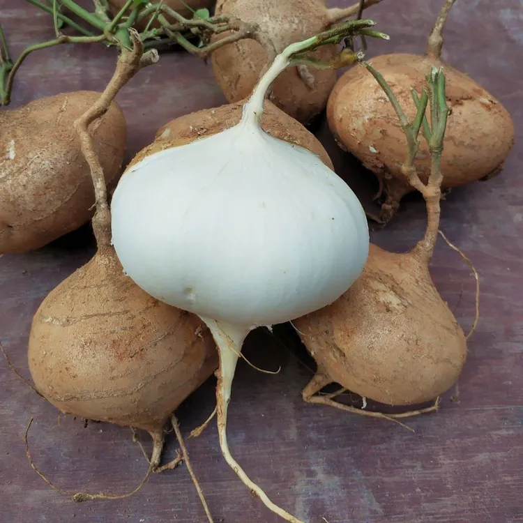 【五斤装】湖南马田本地凉薯沙葛番葛地瓜葛薯农家自种