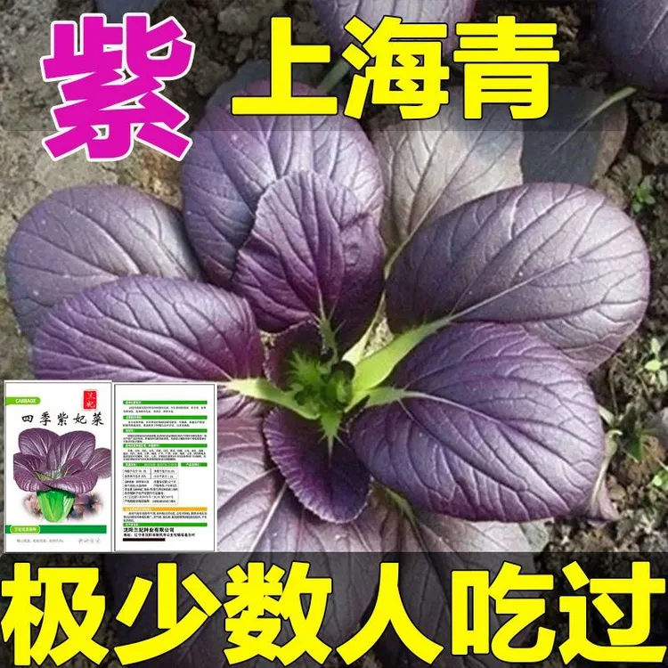 紫罗兰油菜种苗紫色小青菜种适合阳台盆栽菜园种植蔬菜四季秧苗
