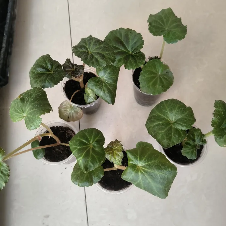 苗子偏小发8颗夫妻棠口杯苗，新疆不发货