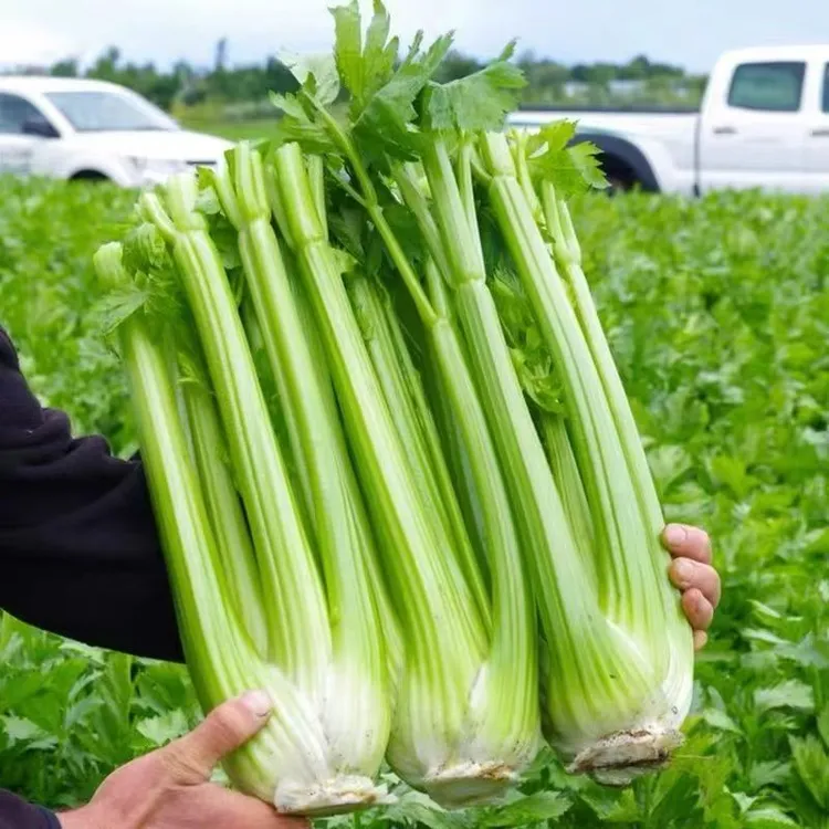 新鲜农家西芹正宗榨汁专用寿光芹菜水果蔬菜脆嫩自种优质青菜绿色