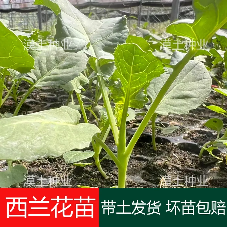高产西兰花秧苗青梗松花菜苗西蓝花椰菜苗盆栽秋冬耐寒西兰苔幼苗