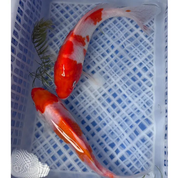 [15-17cm]2条 冷水锦鲤 