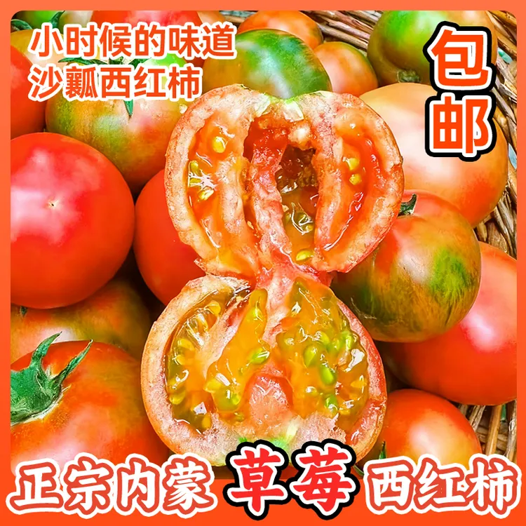 内蒙铁皮西红柿草莓西红柿 内蒙生态种植碱地西红柿水果番茄