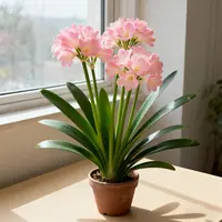 君子兰【淡粉色】吸甲醛绿植四季常青好养盆栽室内外正宗蝴蝶兰花卉