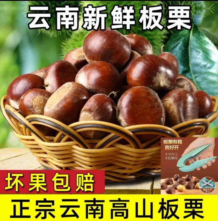 云南高山老树现摘板栗