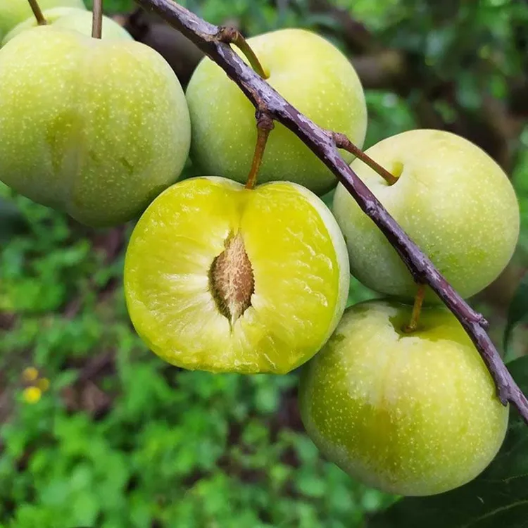 重庆李子清脆李子新鲜现摘空心大果青脆李夏季水果高山脱骨李四川