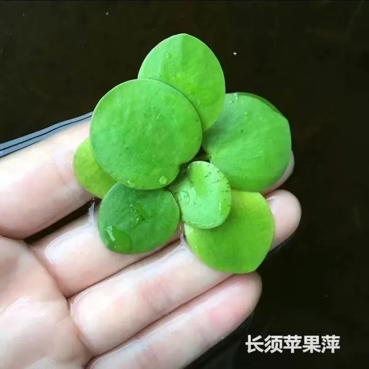 水草浮萍圆心萍净化水质水培绿植庭院古法养殖鱼龟缸造景漂浮水草