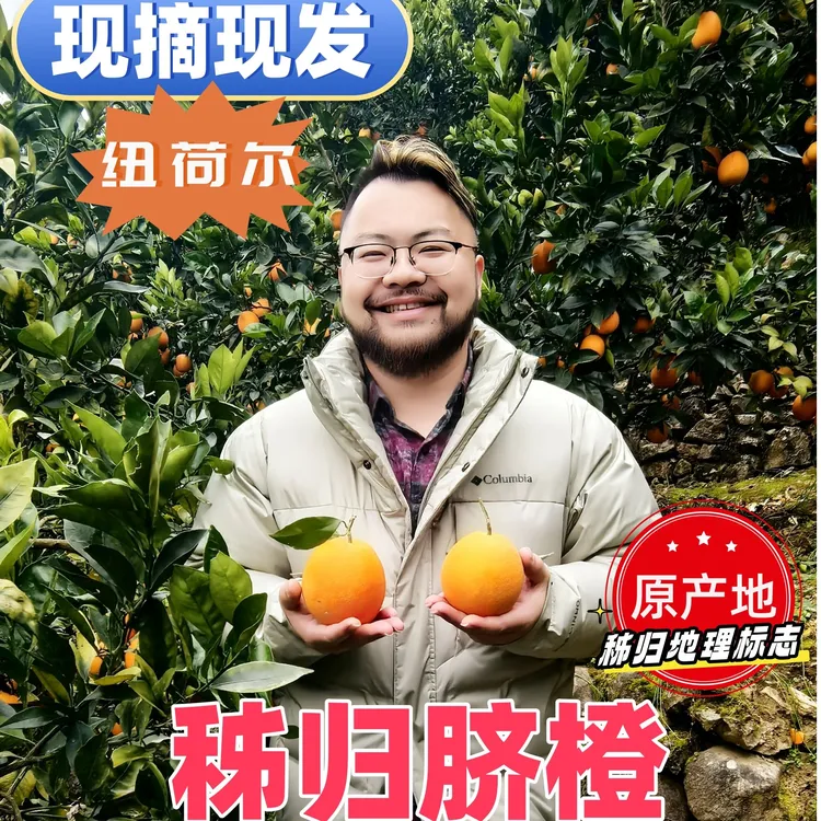 秭归沙镇溪镇 中大果 纽荷尔脐橙 助农 秭归脐橙 现摘现发