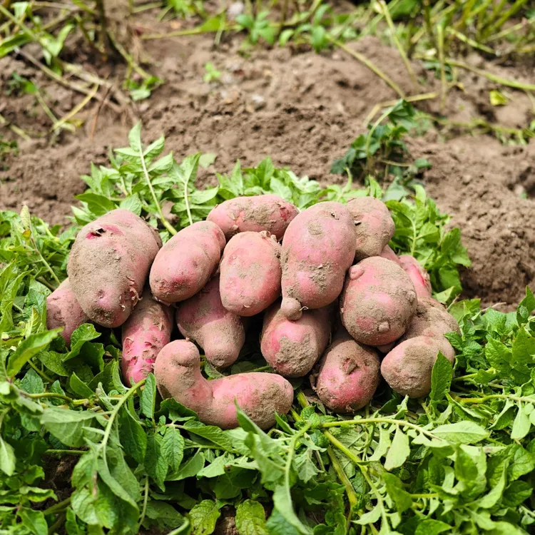 正宗山南昌果红土豆皮薄肉多小土豆红土豆山南特产现挖西藏包邮