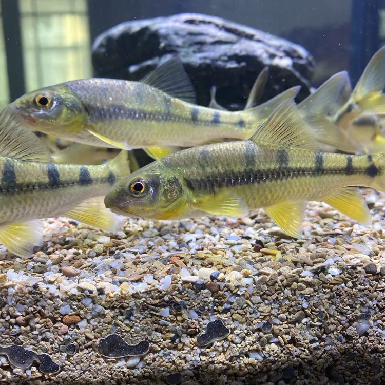 黄腹溪石斑原生溪流光唇鱼小型群游淡水鱼观赏鱼冷水好养耐寒耐活