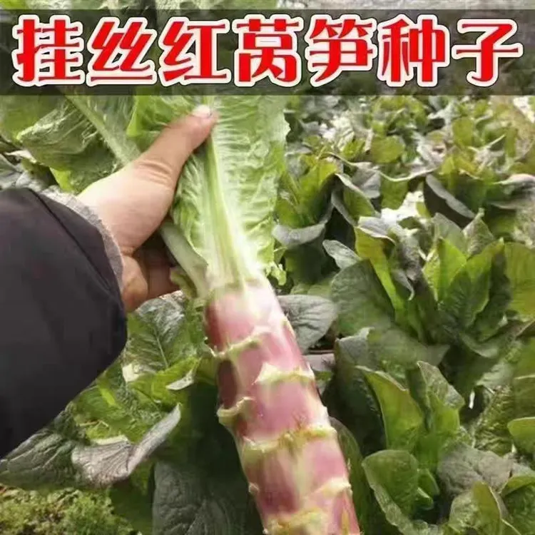 【ZS】挂丝红莴笋种子秋冬菜莴笋种籽脆香红 莴笋田园蔬菜籽青绿