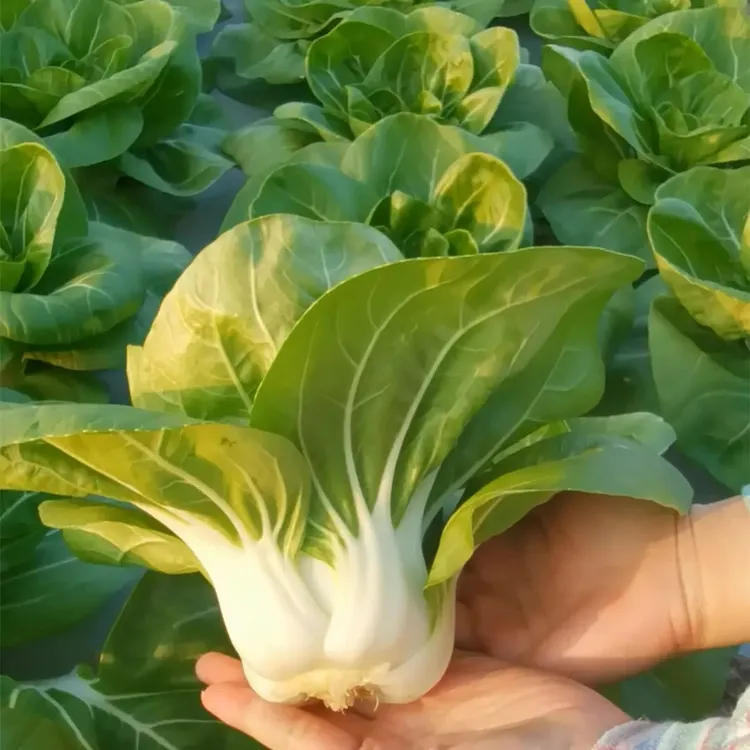 【新矮脚黄奶油白菜种子】四季矮脚白菜种籽盆栽阳台种菜蔬菜种子