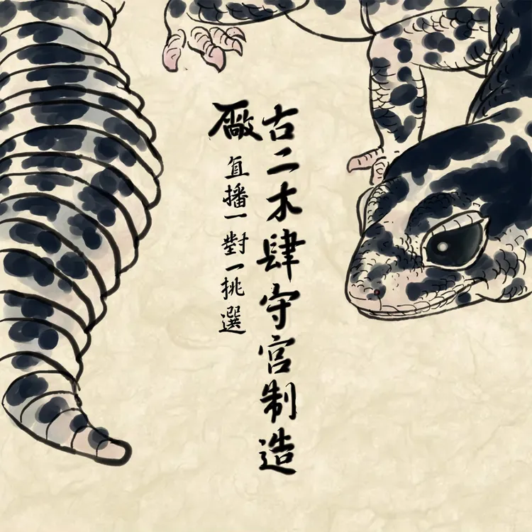 【古二木肆】肥尾守宫活体懒人新手爬宠异宠温顺可爱蜥蜴