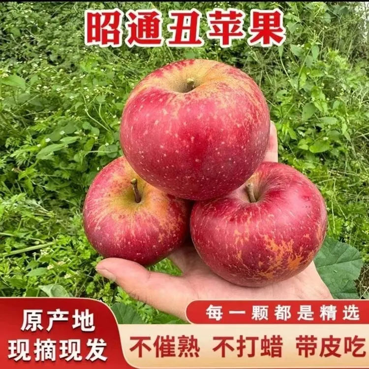 云南昭通中熟2001丑苹果新鲜应季现摘现发脆甜水果
