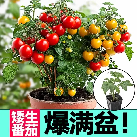 早熟种子四季春种孑阳台水果农家小西红柿苗小番茄红盆栽蔬菜种子