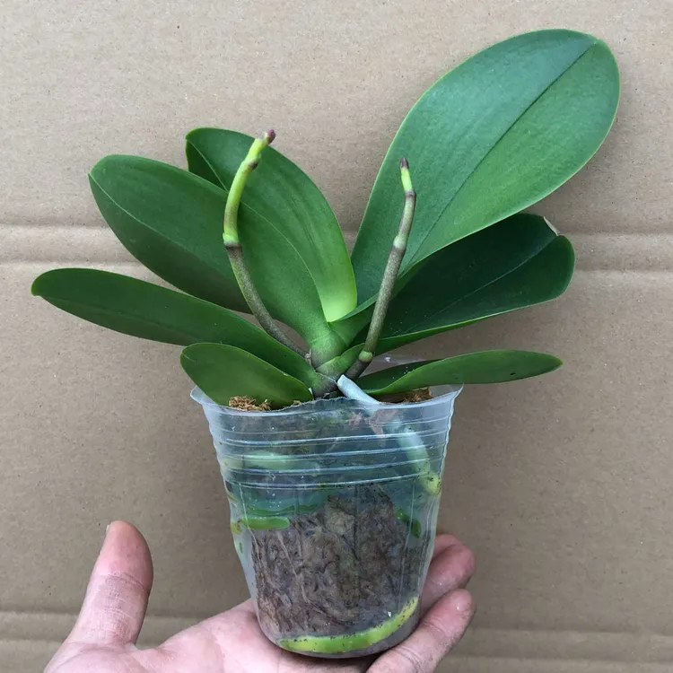 年宵花卉蝴蝶兰大花蕙兰带花浓香四季开花室内盆栽植物办公室客厅